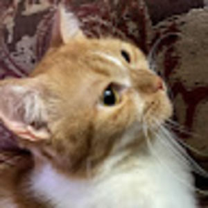 Meet your Posher, Thara